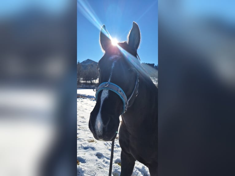 Oldenburger Mix Wallach 7 Jahre 170 cm Schwarzbrauner in Koppl