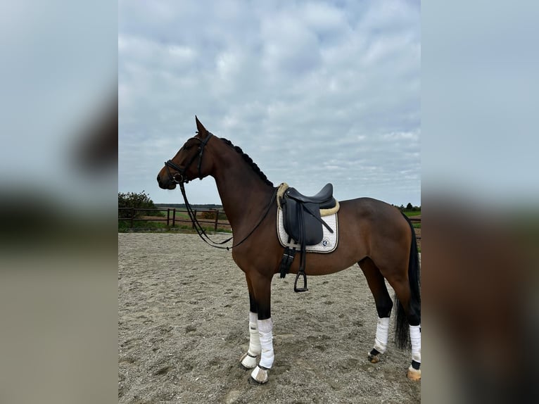 Oldenburger Wallach 7 Jahre 172 cm Brauner in Abstatt