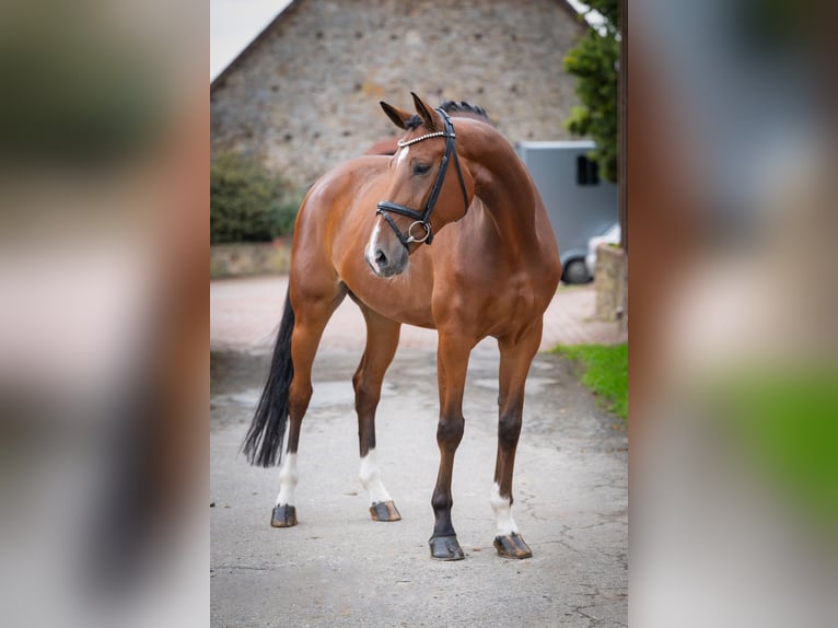 Oldenburger Wallach 7 Jahre 172 cm Brauner in Bramsche