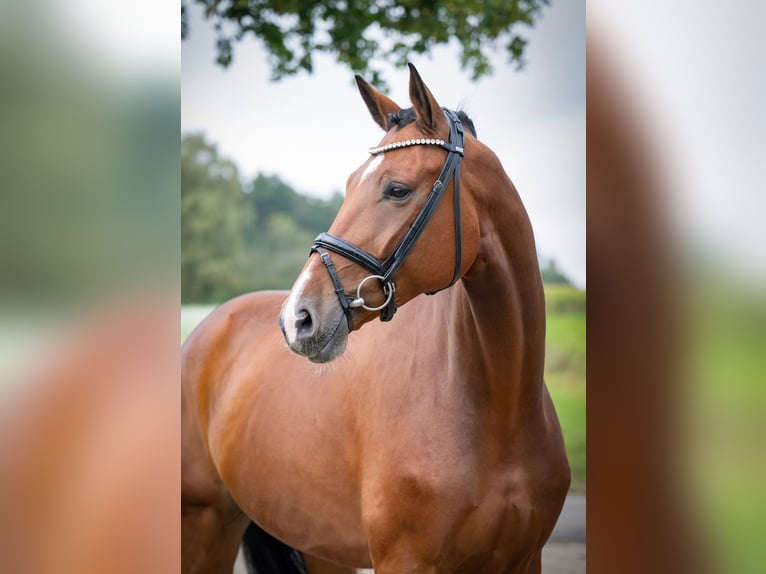 Oldenburger Wallach 7 Jahre 172 cm Brauner in Bramsche