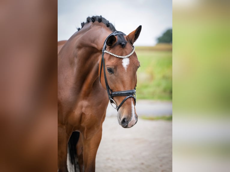 Oldenburger Wallach 7 Jahre 172 cm Brauner in Bramsche