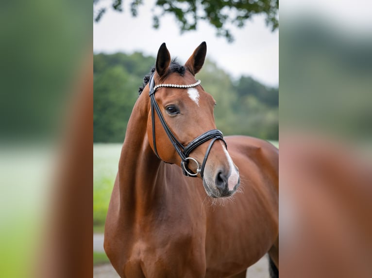 Oldenburger Wallach 7 Jahre 172 cm Brauner in Bramsche