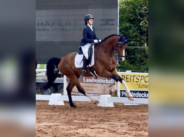 Oldenburger Wallach 7 Jahre 172 cm Brauner in Saarbrücken