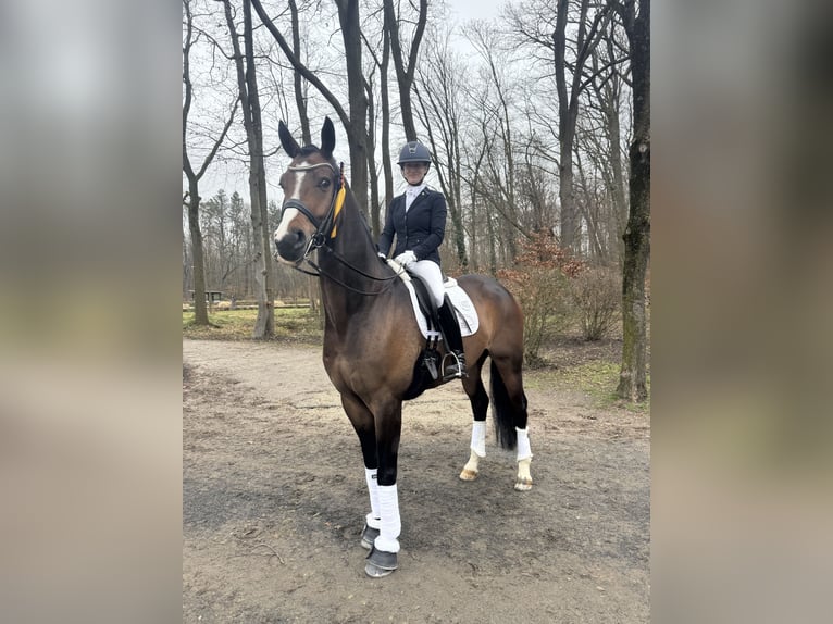 Oldenburger Wallach 7 Jahre 172 cm Dunkelbrauner in Bad Homburg vor der Höhe