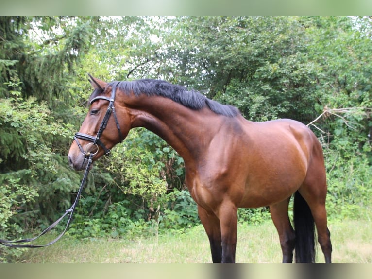 Oldenburger Wallach 7 Jahre 172 cm Dunkelbrauner in Pogeez