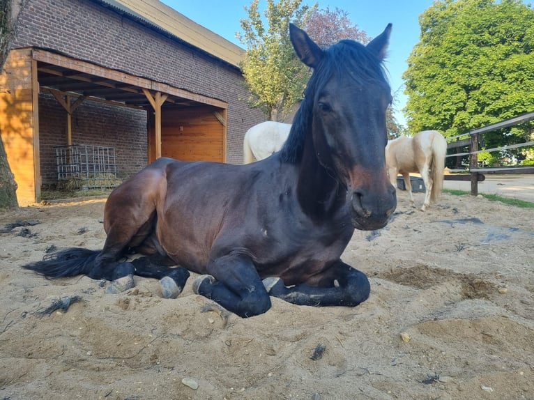 Oldenburger Wallach 7 Jahre 172 cm Dunkelbrauner in Rommerskirchen