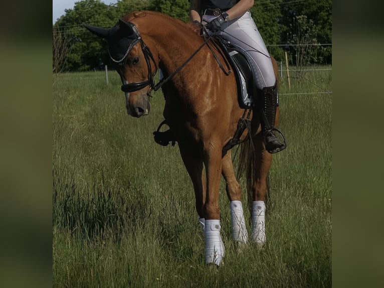 Oldenburger Wallach 7 Jahre 172 cm Fuchs in Waldbröl
