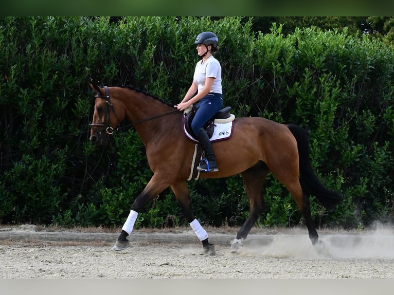 Oldenburger Wallach 7 Jahre 172 cm Hellbrauner in Kevelaer