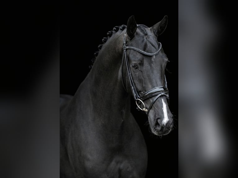 Oldenburger Wallach 7 Jahre 172 cm Rappe in Lohne (Oldenburg)