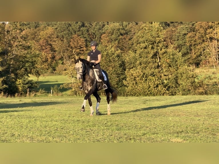 Oldenburger Wallach 7 Jahre 172 cm Schimmel in Oelde