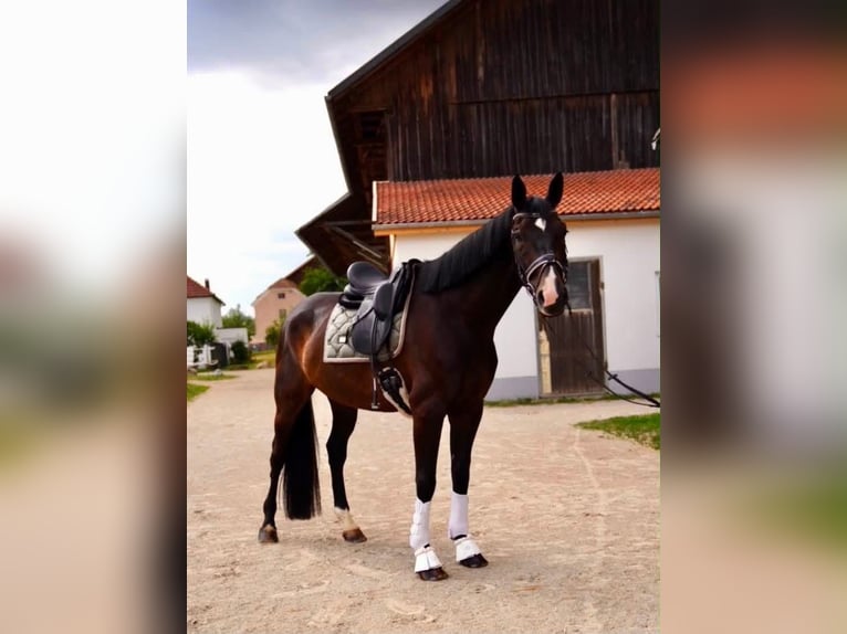 Oldenburger Wallach 7 Jahre 172 cm Schwarzbrauner in Peuerbach