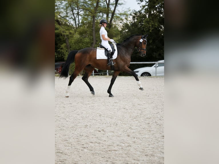 Oldenburger Wallach 7 Jahre 174 cm Brauner in Bodenheim