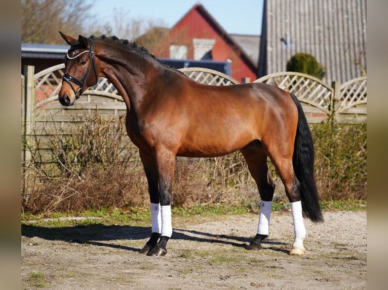 Oldenburger Wallach 7 Jahre 174 cm Brauner in Hohenfelde