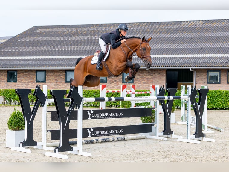Oldenburger Wallach 7 Jahre 174 cm Brauner in Waddinxveen