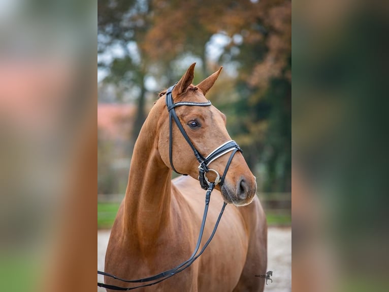 Oldenburger Wallach 7 Jahre 174 cm Fuchs in Pöllau