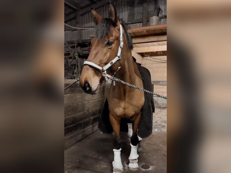 Oldenburger Wallach 7 Jahre 175 cm Brauner in Schleswig