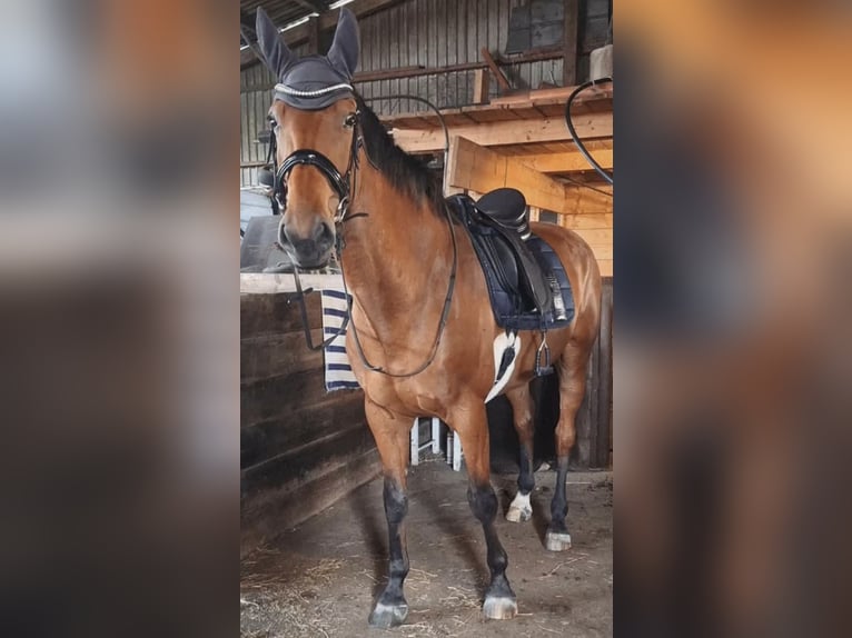 Oldenburger Wallach 7 Jahre 175 cm Brauner in Schleswig