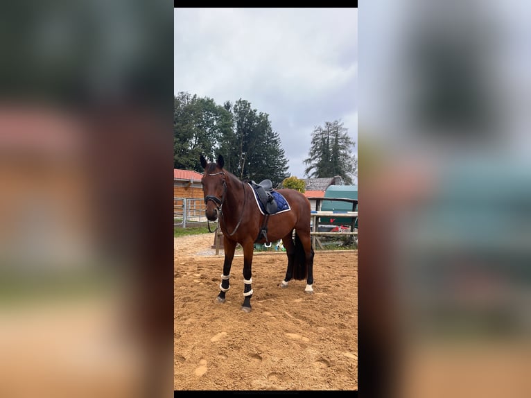 Oldenburger Wallach 7 Jahre 175 cm Hellbrauner in Aying