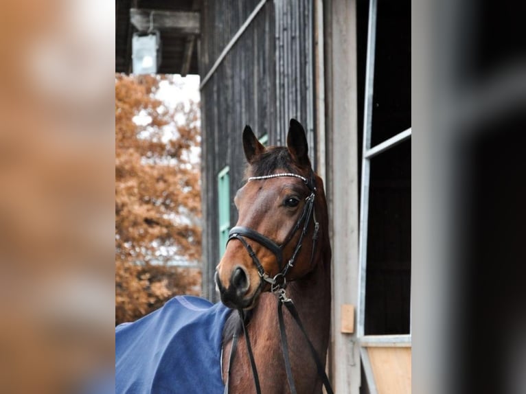 Oldenburger Wallach 7 Jahre 175 cm Hellbrauner in Aying