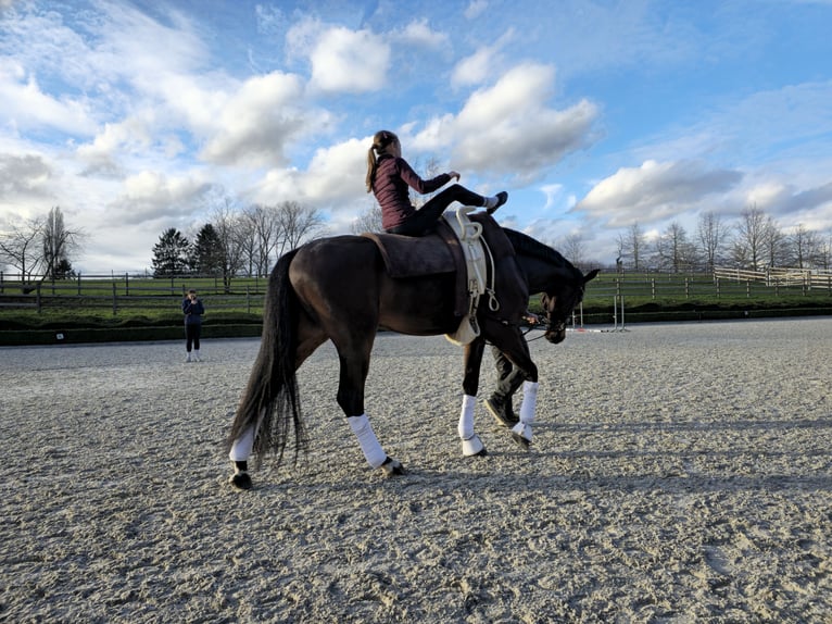 Oldenburger Wallach 7 Jahre 176 cm Dunkelbrauner in Ohain