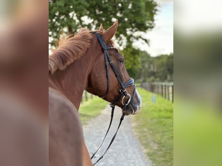 Oldenburger Wallach 7 Jahre 176 cm Dunkelfuchs in Nettetal