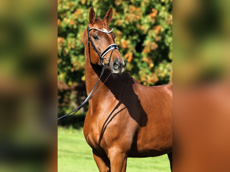 Oldenburger Wallach 7 Jahre 176 cm Fuchs in Rehburg-Loccum Oldenburger Wallach 7 Jahre 176 cm Fuchs in Rehburg-Loccum