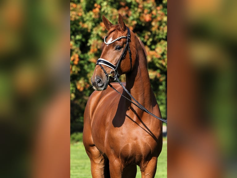 Oldenburger Wallach 7 Jahre 176 cm Fuchs in Rehburg-Loccum Oldenburger Wallach 7 Jahre 176 cm Fuchs in Rehburg-Loccum