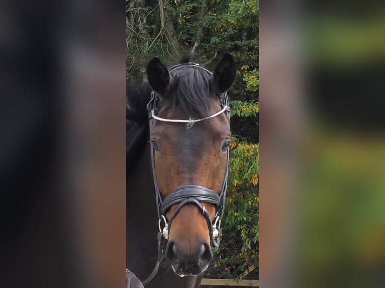 Oldenburger Wallach 7 Jahre 177 cm Dunkelbrauner in Ohain
