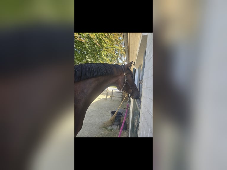 Oldenburger Wallach 7 Jahre 177 cm Dunkelbrauner in Ohain