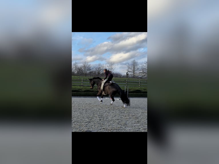 Oldenburger Wallach 7 Jahre 177 cm Dunkelbrauner in Ohain
