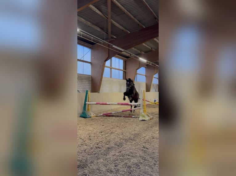 Oldenburger Wallach 7 Jahre 177 cm Schwarzbrauner in Düsseldorf