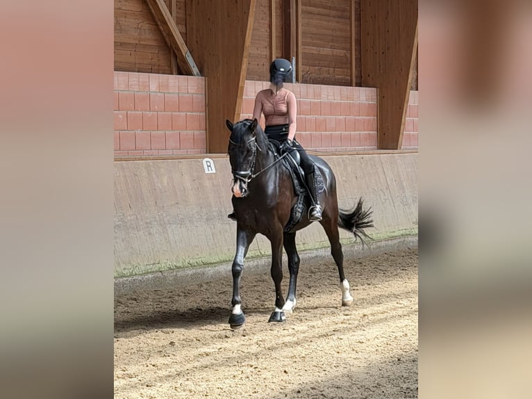 Oldenburger Wallach 7 Jahre 178 cm Dunkelbrauner in Dortmund