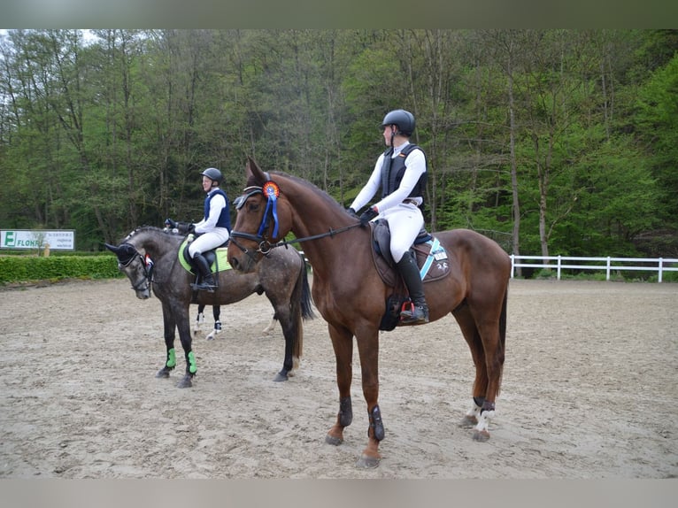 Oldenburger Wallach 7 Jahre 178 cm Dunkelfuchs in Wiesbaden