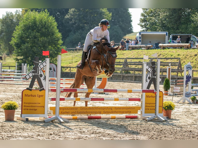 Oldenburger Wallach 7 Jahre 178 cm Dunkelfuchs in Wiesbaden