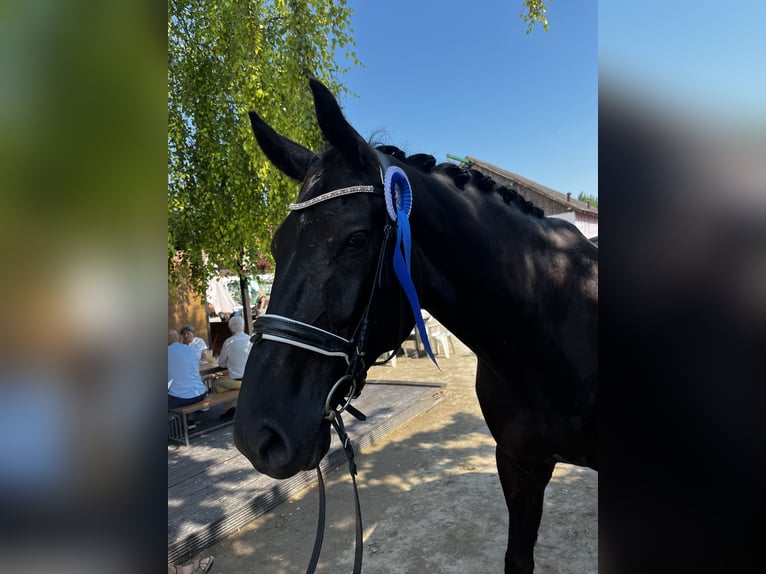 Oldenburger Wallach 7 Jahre 178 cm Rappe in Wien, Liesing