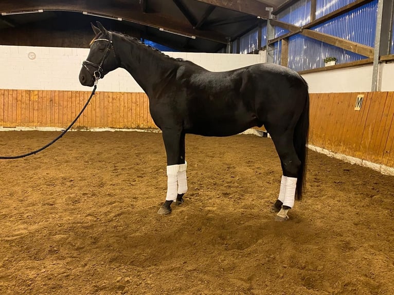 Oldenburger Wallach 7 Jahre 178 cm Schwarzbrauner in Thedinghausen