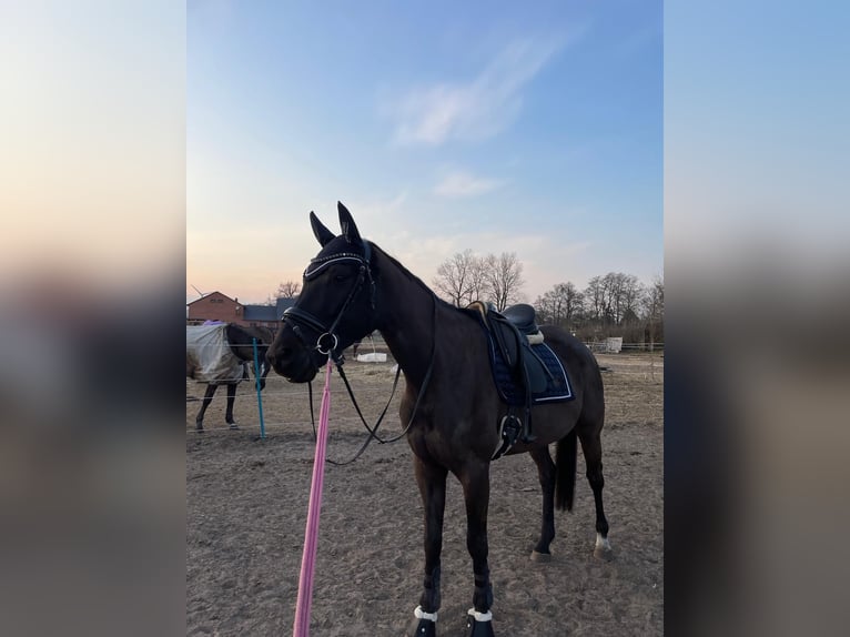 Oldenburger Wallach 7 Jahre 178 cm Schwarzbrauner in Thedinghausen