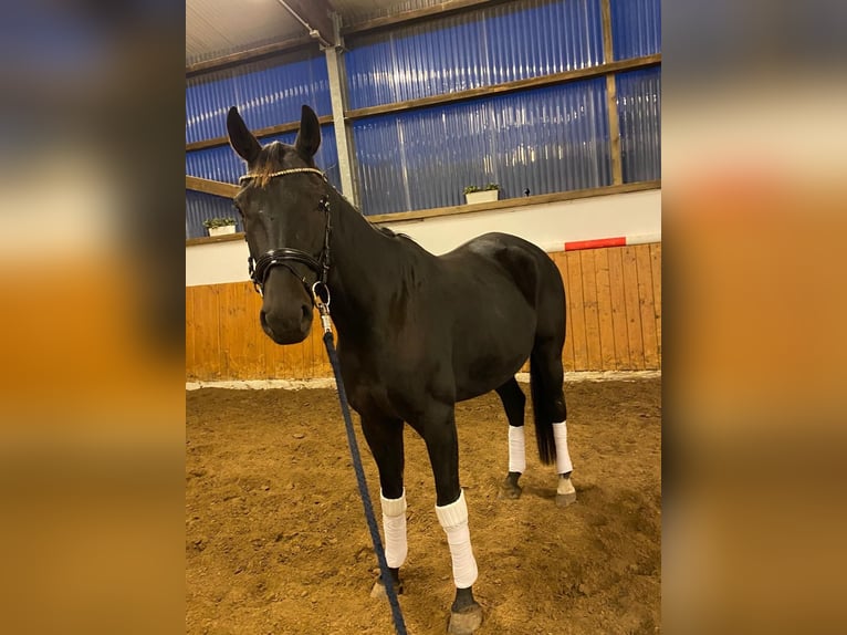 Oldenburger Wallach 7 Jahre 178 cm Schwarzbrauner in Thedinghausen