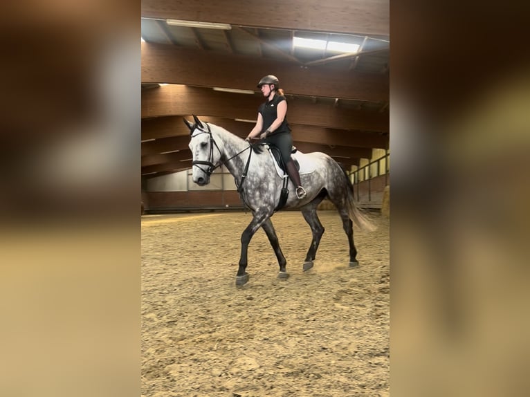 Oldenburger Wallach 7 Jahre 179 cm Apfelschimmel in Castrop-Rauxel