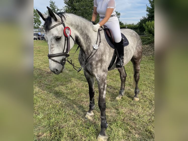 Oldenburger Wallach 7 Jahre 179 cm Apfelschimmel in Castrop-Rauxel