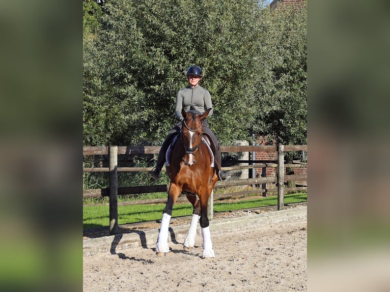 Oldenburger Wallach 7 Jahre 179 cm Dunkelbrauner in Kempen