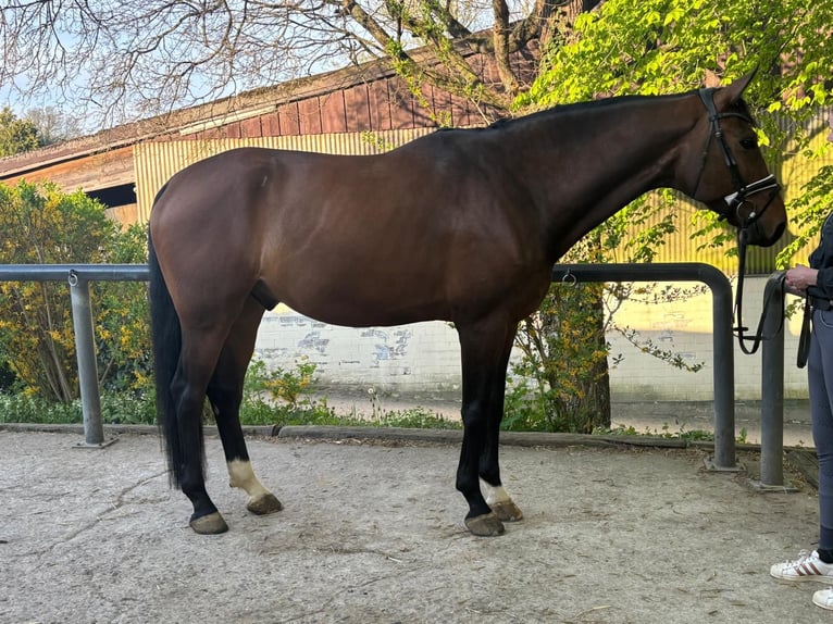 Oldenburger Wallach 7 Jahre 182 cm Brauner in Bergisch Gladbach