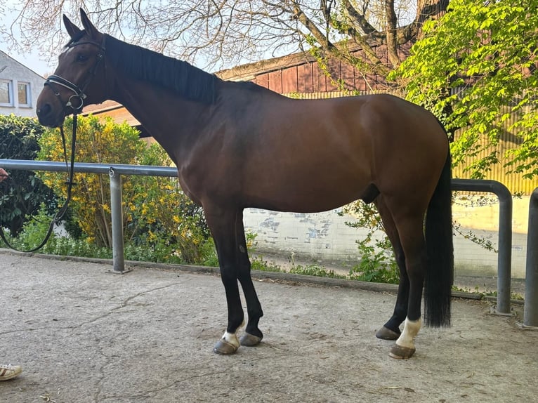 Oldenburger Wallach 7 Jahre 182 cm Brauner in Bergisch Gladbach