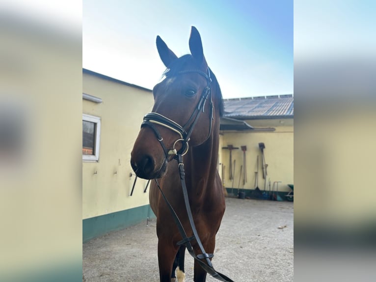 Oldenburger Wallach 7 Jahre 182 cm Brauner in Bergisch Gladbach