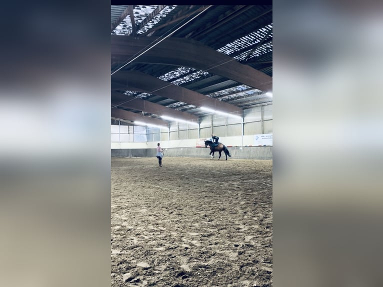 Oldenburger Wallach 7 Jahre 182 cm Brauner in Bergisch Gladbach