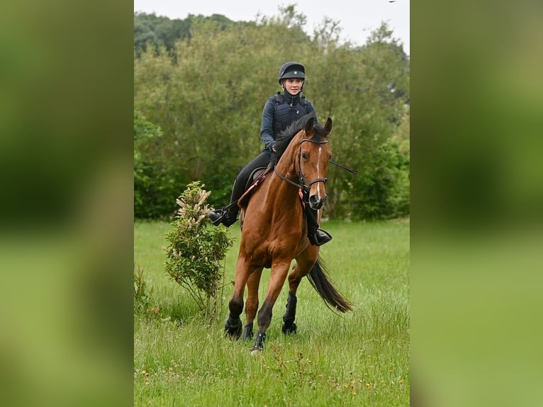 Oldenburger Wallach 7 Jahre 184 cm Brauner in Oosterstreek