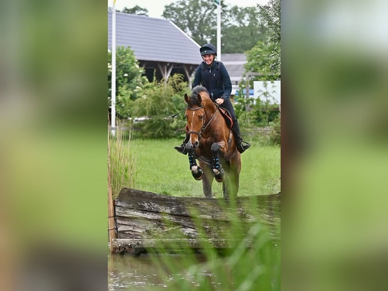 Oldenburger Wallach 7 Jahre 184 cm Brauner in Oosterstreek