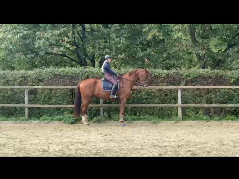 Oldenburger Wallach 7 Jahre 184 cm Fuchs in Essen (Oldenburg)