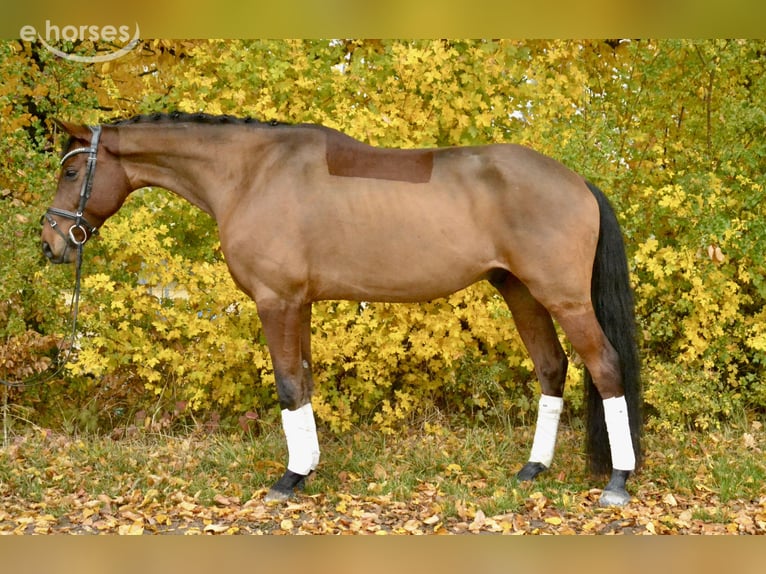 Oldenburger Wallach 8 Jahre 160 cm Brauner in Würzburg