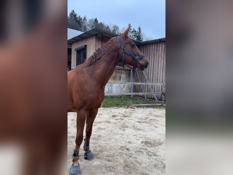 Oldenburger Wallach 8 Jahre 164 cm Fuchs in Graz-Umgebung